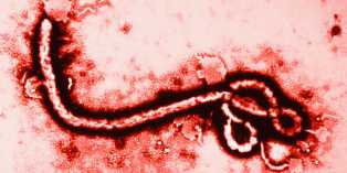 Ebola Virus Long Term Effects Revealed